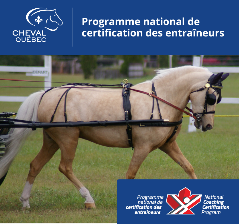 Instructeur PNCE/CE en attelage